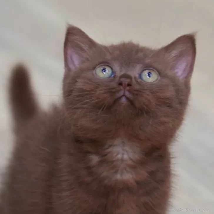 ID：2407-02763の子猫