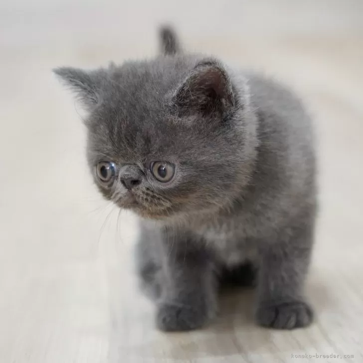 ID：2407-02969の子猫