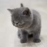 ミヌエット(長足)【大阪府・男の子・2024年6月15日・ブルー】の写真1