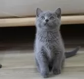 ブリティッシュショートヘア【大阪府・男の子・2024年3月22日・ブルー】の写真5