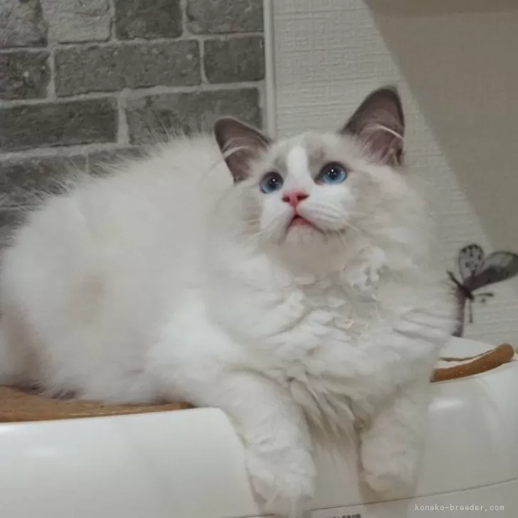 ID：2505-02786の子猫