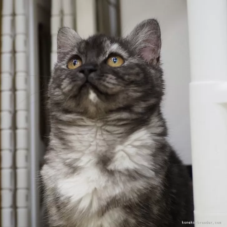 ID：2410-00560の子猫