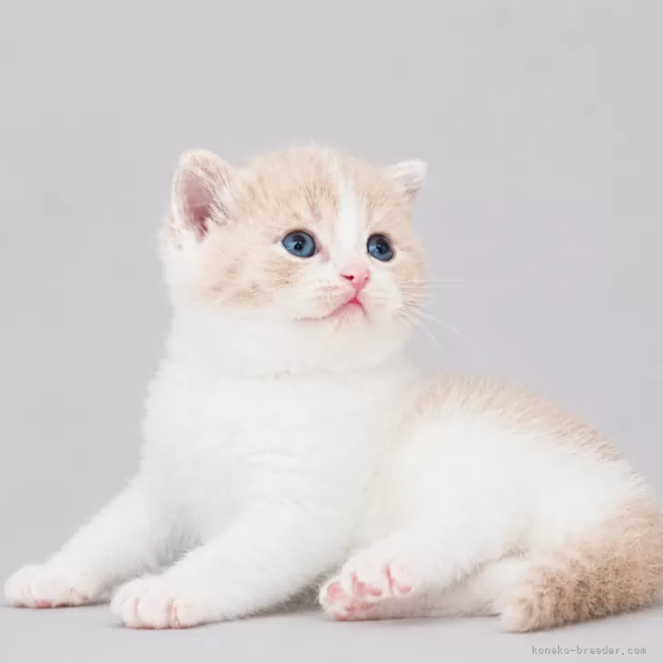 ID：2605-01003の子猫