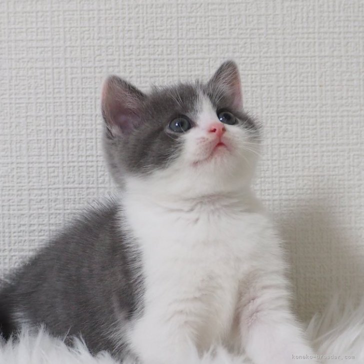 ブリーダー画像