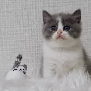 ネコママさま♥️専用 楽天市場】【PLUSttxx】【アミューズ正規品】ひげまんじゅう