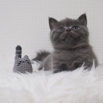 ブリティッシュショートヘア【大阪府・男の子・2025年8月17日・ブルー（ショートヘア）】の写真「真ん丸顔のクマちゃん」