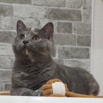 ブリティッシュショートヘア【大阪府・女の子・2025年2月26日・ブルー&クリーム（ショートヘア）】の写真「おっとり優しい性格の美猫ちゃん」