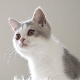 セルカークレックス