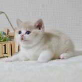 ブリティッシュショートヘア