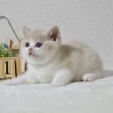 ブリティッシュショートヘア【大阪府・男の子・2025年11月9日・クリーム&ホワイト】の写真1「体重670g元気いっぱいです。」