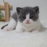 ブリティッシュショートヘア