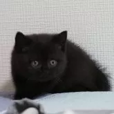 ブリティッシュショートヘア