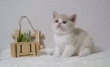 ブリティッシュショートヘア【大阪府・男の子・2025年11月9日・クリーム&ホワイト】の写真3