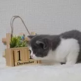 ブリティッシュショートヘア【大阪府・女の子・2025年11月9日・ブルー&ホワイト】の写真4