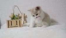 ブリティッシュショートヘア【大阪府・男の子・2025年11月9日・クリーム&ホワイト】の写真5