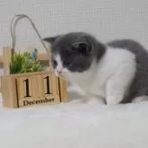 ブリティッシュショートヘア【大阪府・女の子・2025年11月9日・ブルー&ホワイト】の写真5