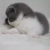 ブリティッシュショートヘア【大阪府・女の子・2025年11月9日・ブルー&ホワイト】の写真6