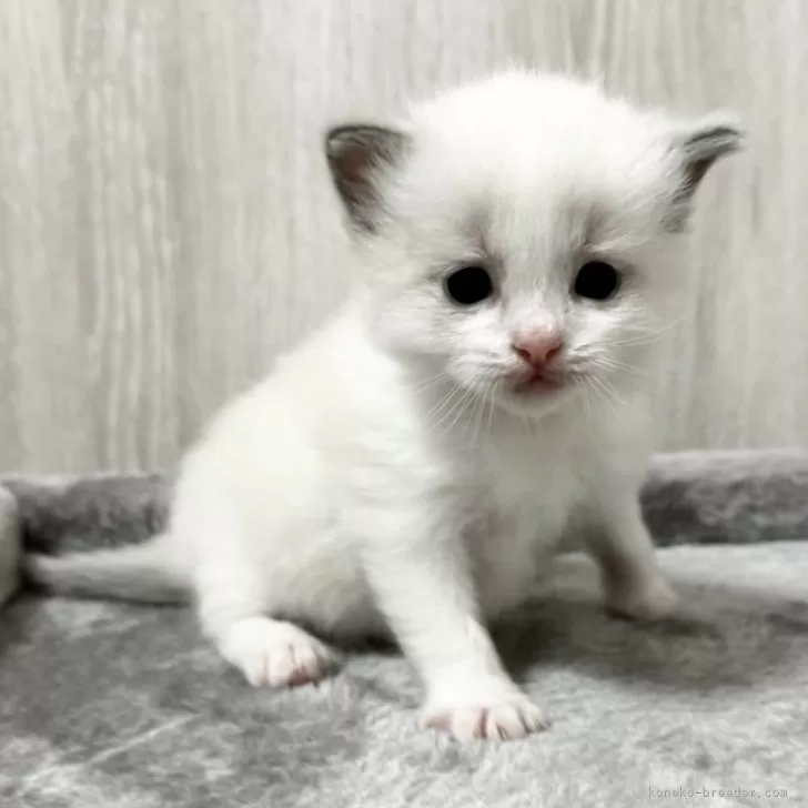 ID：2410-01847の子猫