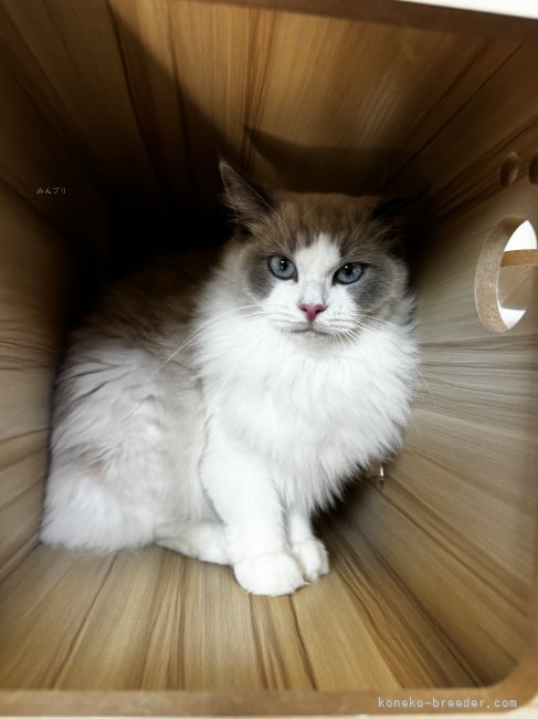 ラグドール【・女の子・2022年11月17日・ブルーポイントバイカラー】