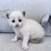 ラグドール【北海道・男の子・2025年2月26日・ブルーポイントバイカラー】の写真6