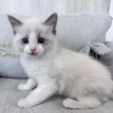 ラグドール【北海道・男の子・2025年2月26日・ブルーポイントバイカラー】の写真11
