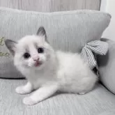 ラグドール【北海道・男の子・2025年2月26日・ブルーポイントバイカラー】の写真8