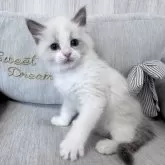 ラグドール【北海道・男の子・2025年2月26日・ブルーポイントバイカラー】の写真10