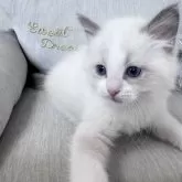 ラグドール【北海道・男の子・2025年2月26日・ブルーポイントバイカラー】の写真11