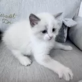 ラグドール【北海道・男の子・2025年2月26日・ブルーポイントバイカラー】の写真12