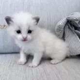 ラグドール【北海道・男の子・2025年2月26日・ブルーポイントバイカラー】の写真5