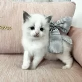 ラグドール【北海道・女の子・2024年12月25日・ブルーポイントバイカラー】の写真8