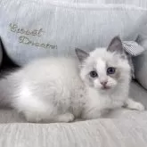 ラグドール【北海道・男の子・2025年2月26日・ブルーポイントバイカラー】の写真14