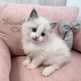 ラグドール【北海道・女の子・2024年12月25日・ブルーポイントバイカラー】の写真11