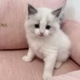 ラグドール【北海道・女の子・2024年12月25日・ブルーポイントバイカラー】の写真12