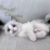 ラグドール【北海道・男の子・2025年2月26日・ブルーポイントバイカラー】の写真13