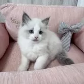 ラグドール【北海道・女の子・2024年12月25日・ブルーポイントバイカラー】の写真15