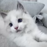 ラグドール【北海道・男の子・2024年12月25日・ブルーポイントバイカラー】の写真4
