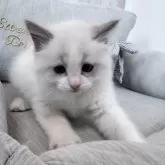 ラグドール【北海道・男の子・2025年2月26日・ブルーポイントバイカラー】の写真13