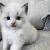 ラグドール【北海道・男の子・2024年12月25日・ブルーポイントバイカラー】の写真9