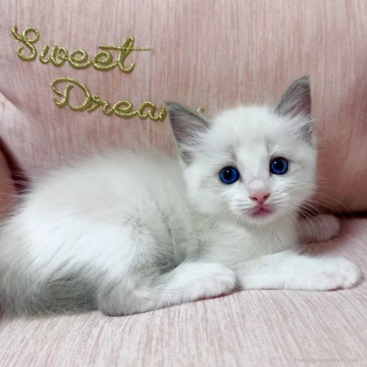 りょう 様のお迎えした子猫