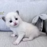 ラグドール【北海道・男の子・2025年2月26日・ブルーポイントバイカラー】の写真2