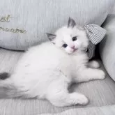 ラグドール【北海道・男の子・2024年12月25日・ブルーポイントバイカラー】の写真8