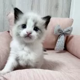 ラグドール【北海道・女の子・2025年12月26日・シールポイントバイカラー】の写真4