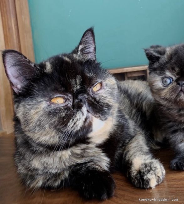 エキゾチックショートヘア【・女の子・2019年4月18日・トーティシェル】