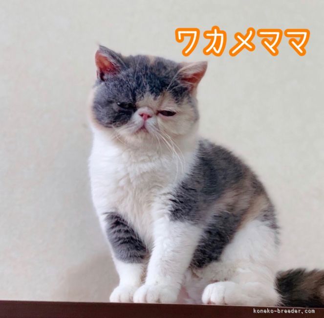 エキゾチックショートヘア【・女の子・2020年1月17日・ダイリュートキャリコ】