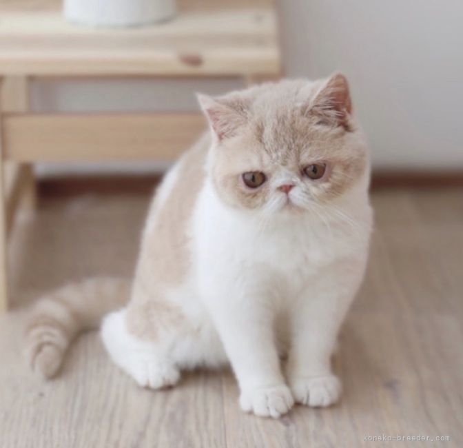 エキゾチックショートヘア【・女の子・2020年3月14日・クリームアンドホワイト】