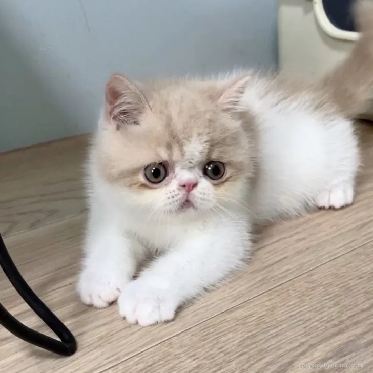 ID:2407-01581の子猫