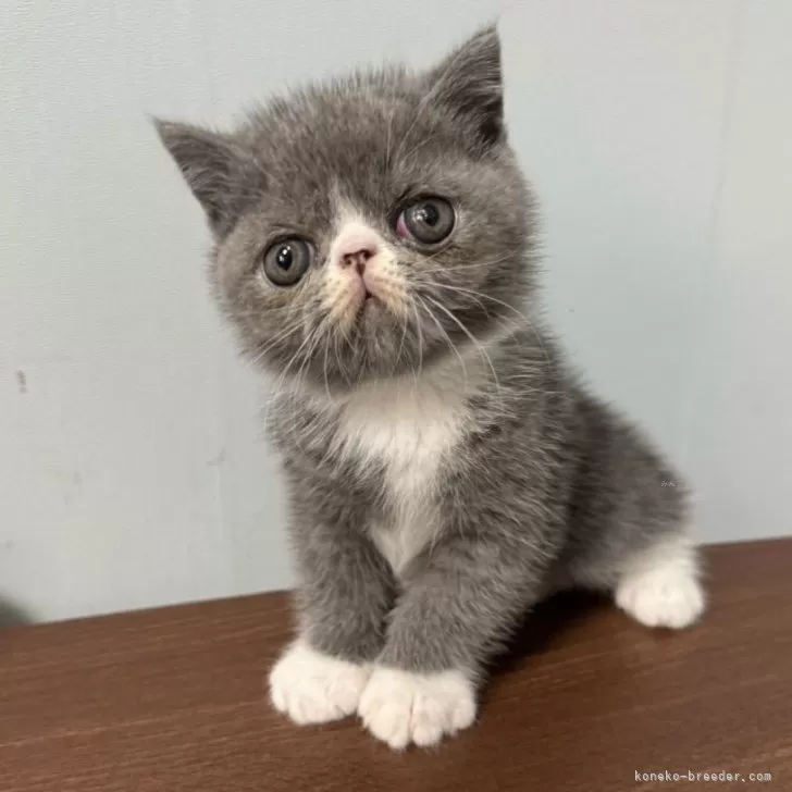 ID：2411-00218の子猫