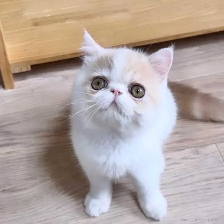 ID：2408-01321の子猫