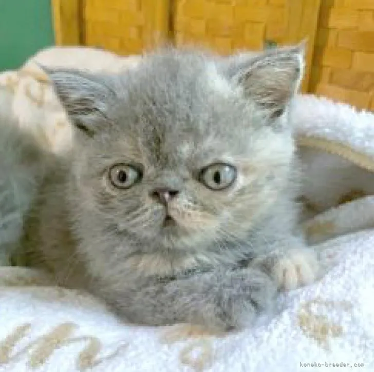 mari 様のお迎えした子猫